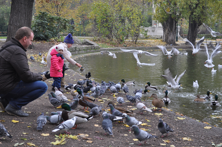 Вена... волшебная Вена!