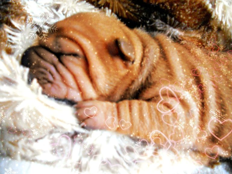 Мои крошки родились!!!