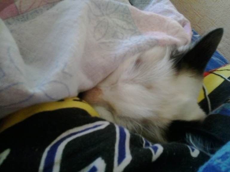 Про нашу любимку.