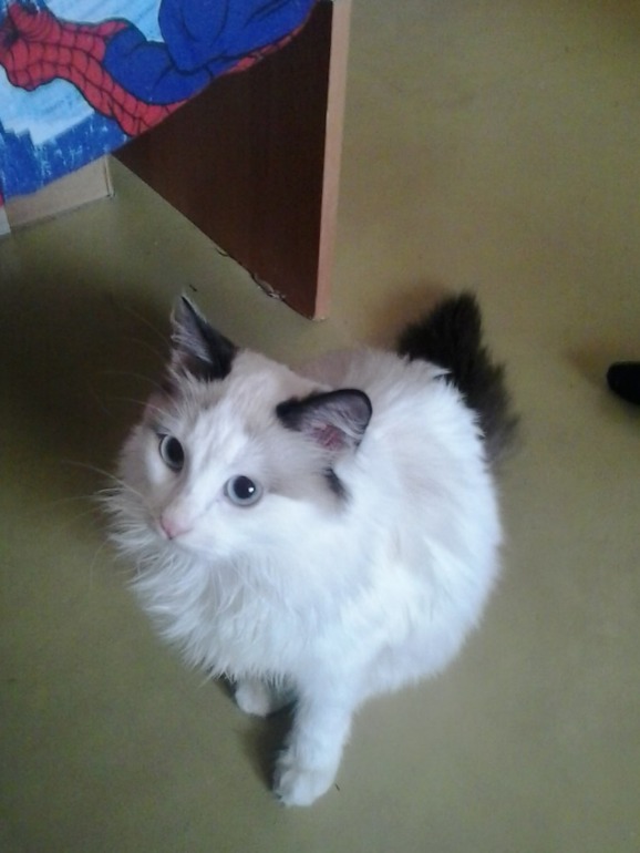 Про нашу любимку.