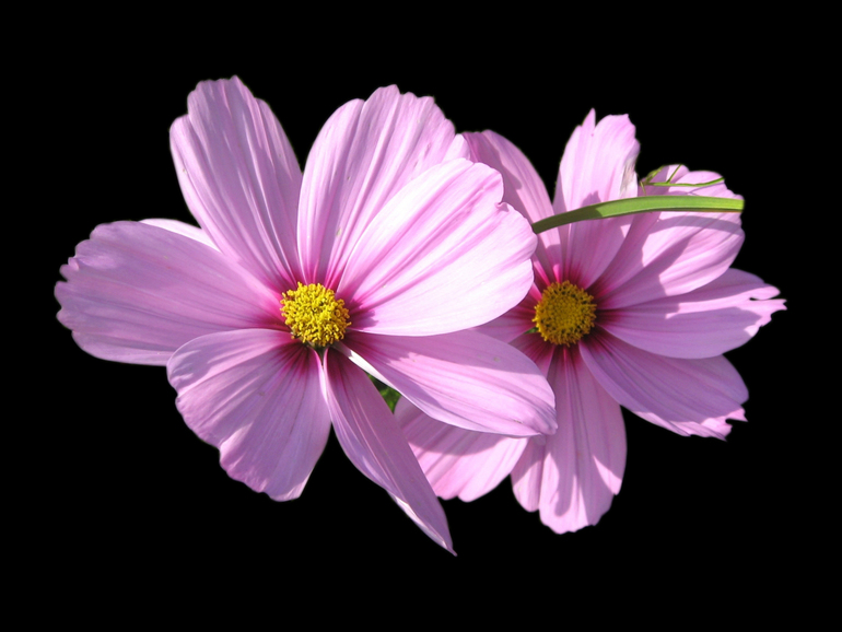 Контрольная работа №2. Вырезаем объект.