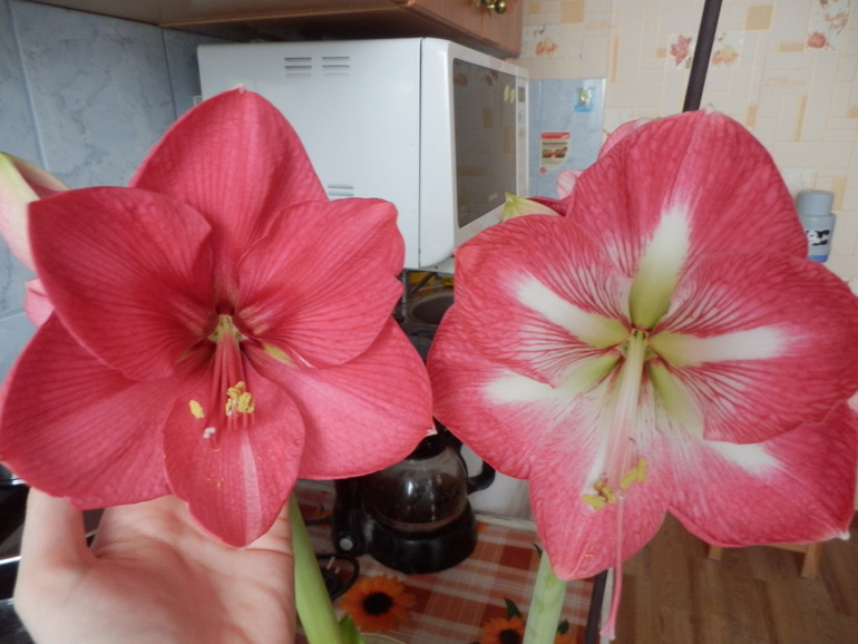 Пересортица и Ко)