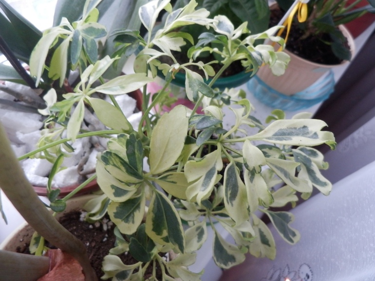 Пересортица и Ко)