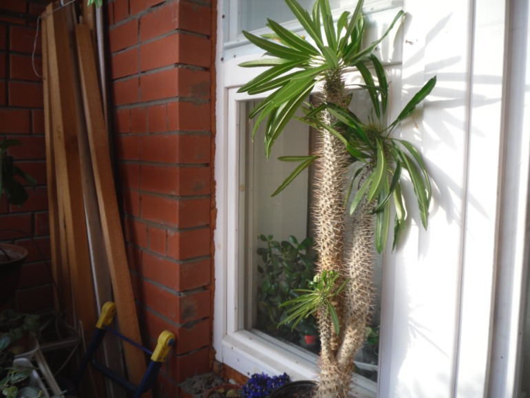 Вот такой пахиподиум вырос))