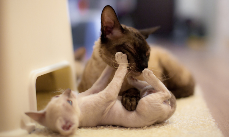 Мои котейки - Робин и Машка.