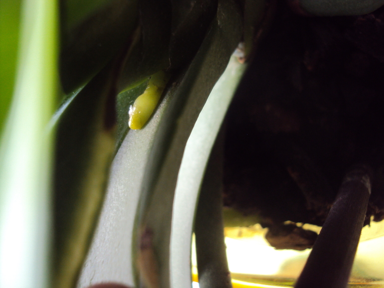 Что растет у орхидеи??