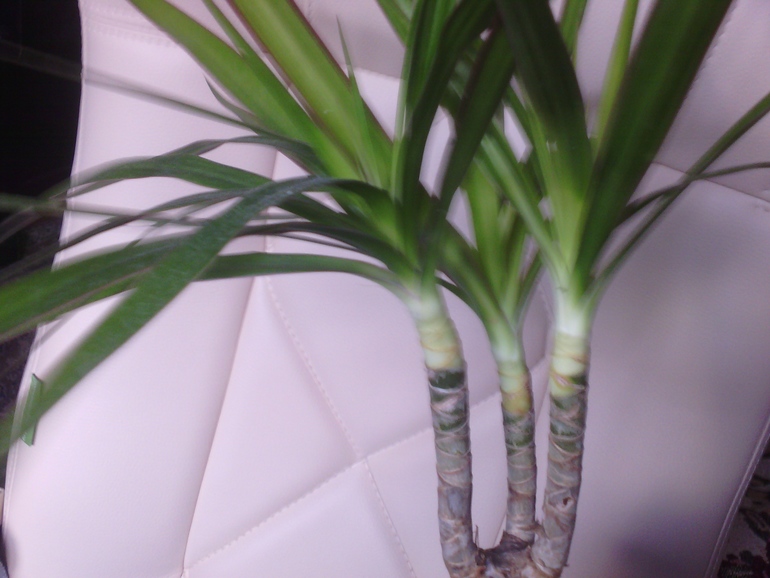 Что с драценками?