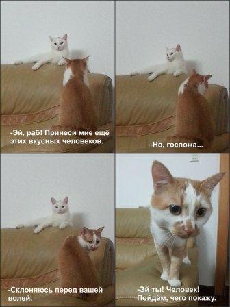 Коты и младенцы