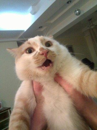 Коты и младенцы