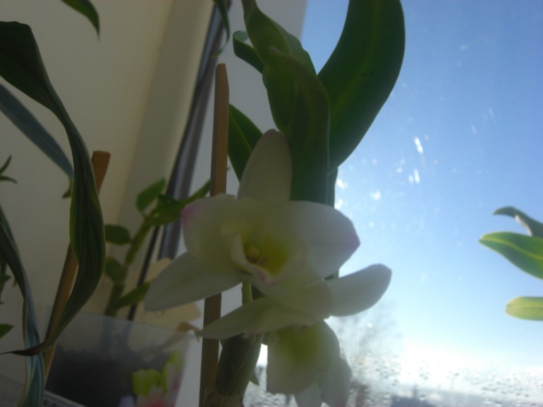 Наконецто зацвел дендробиум-2 года ждала=)