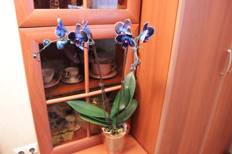 Маленькая страсть - орхидеи