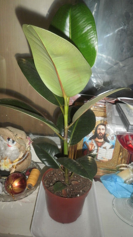 Девчёнки вот мой красавчик и уже любимы фикус!!!!