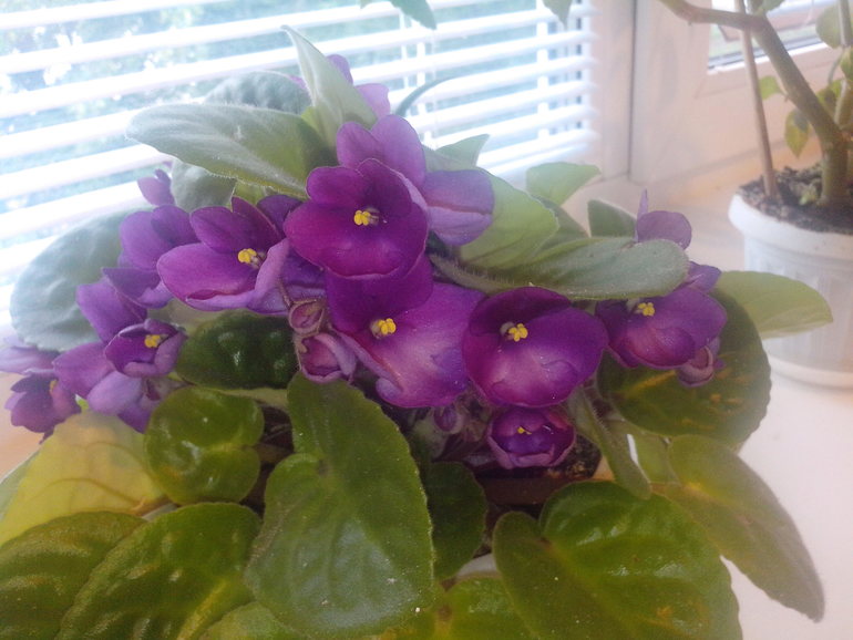 Сенполия optimara dali. Фиалка optimara montana. Optimara arapahoe фиалка. Фиалка дано. Фиалка оптимара вайолет.