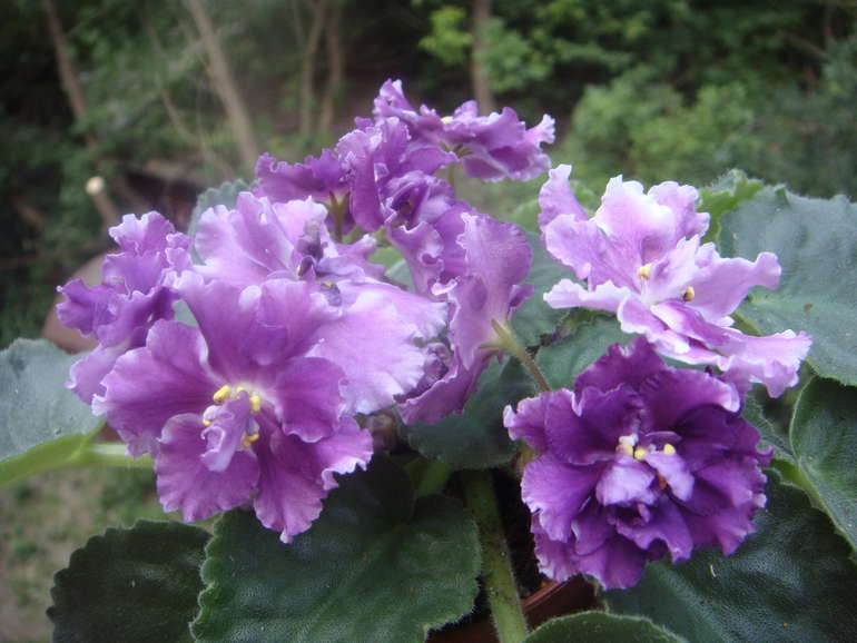 Мои фиалочки