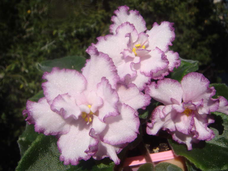 Мои фиалочки