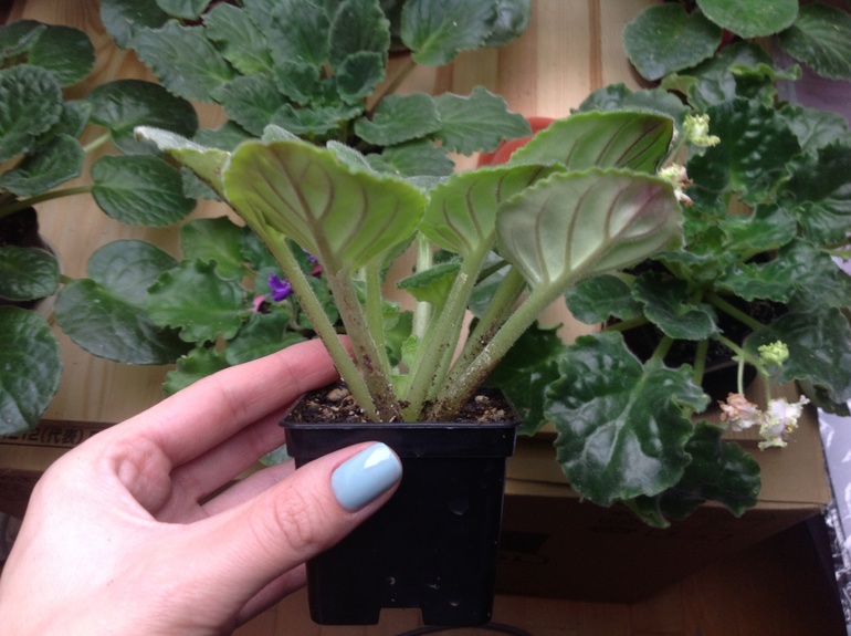 Проблема с листьями