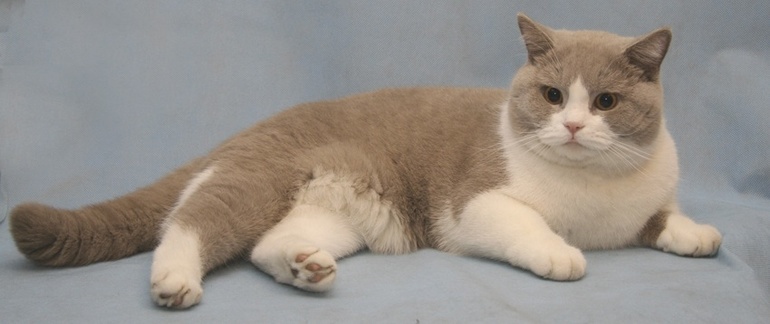 Папа. мама и сынок