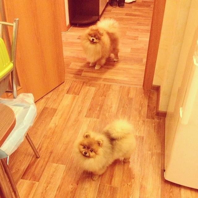 Два голодных поберушки)