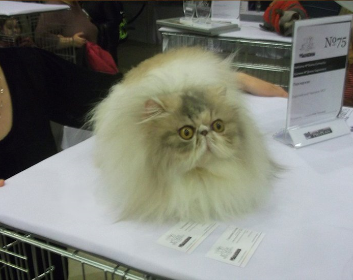 Много кошек! Поднимаем настроение прекрасными созданиями!