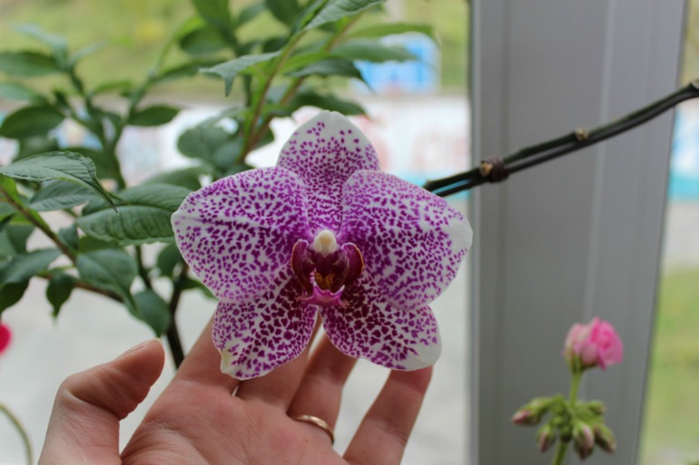 Мой мини РАЙ!