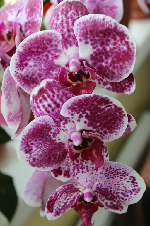 Мой мини РАЙ!