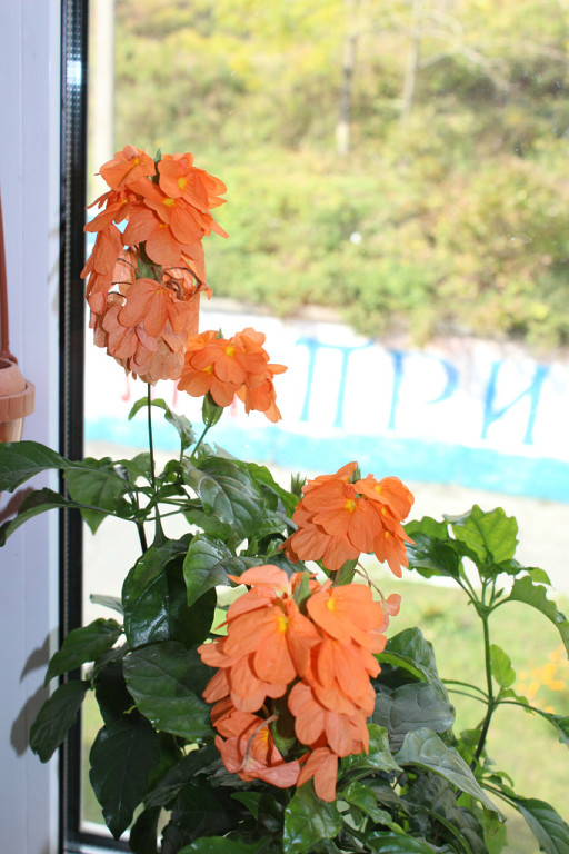 Мой мини РАЙ!