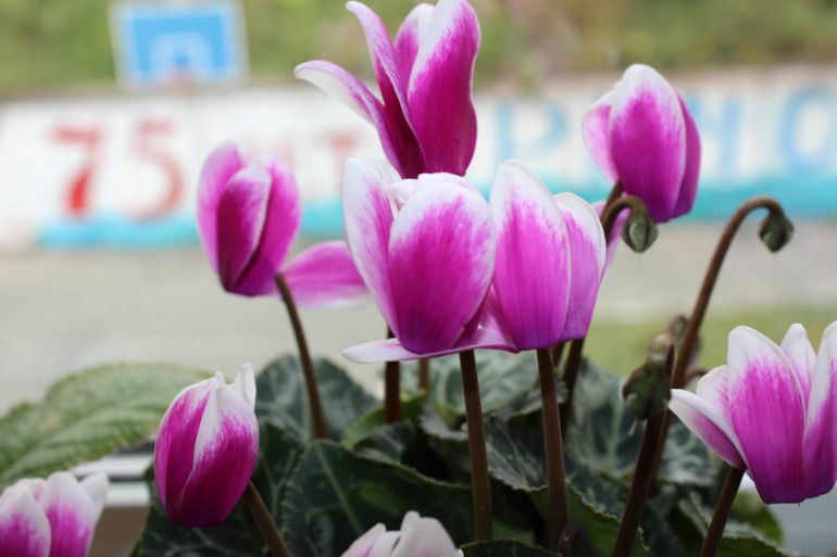 Мой мини РАЙ!