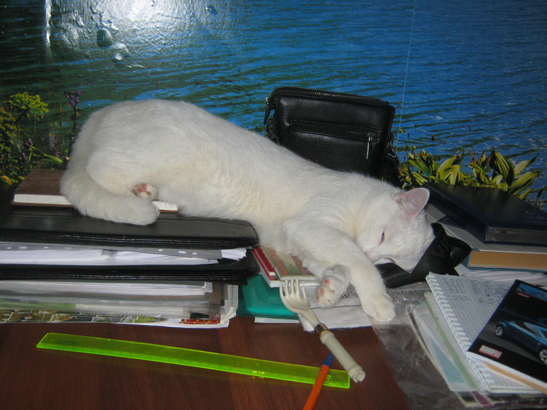 Так мы спим. Шугик.