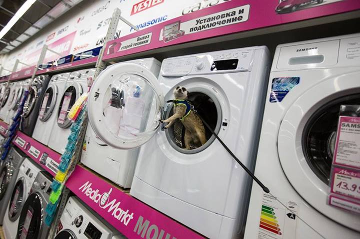 В Москве сбежал сурикат!