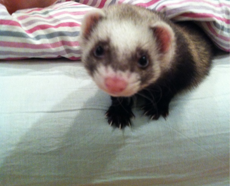 Наши любимчики!!!!