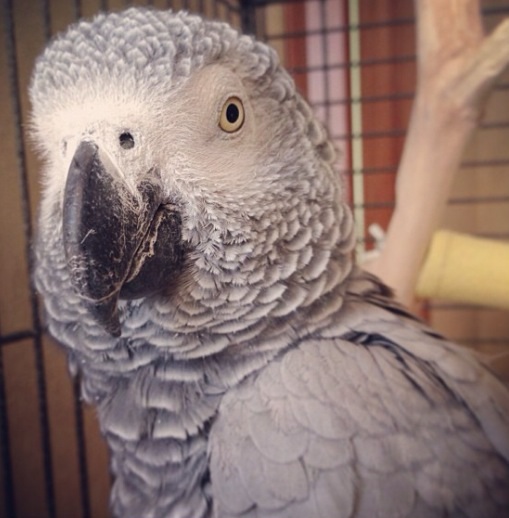 Наши любимчики!!!!