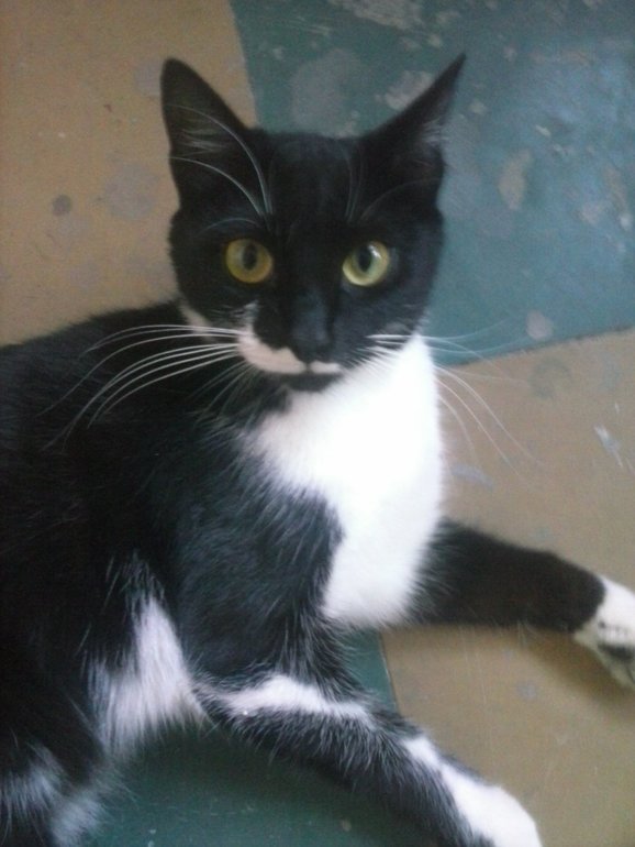 Ох уж эти кошки)