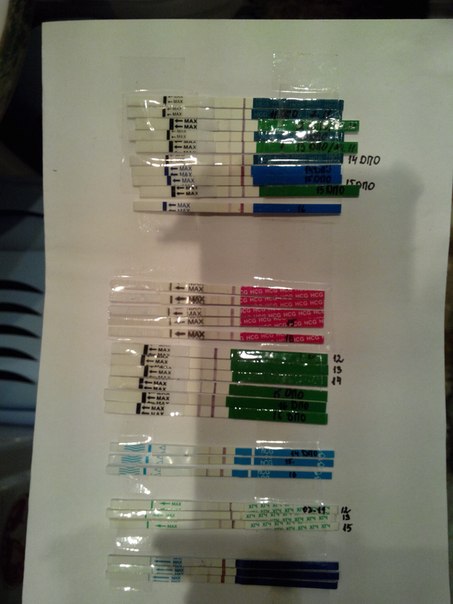 вот мои красавцы!я жуткая тестоманка!!!