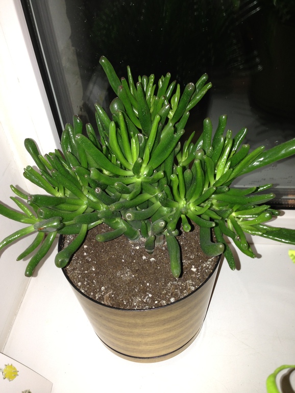 мои любимчики