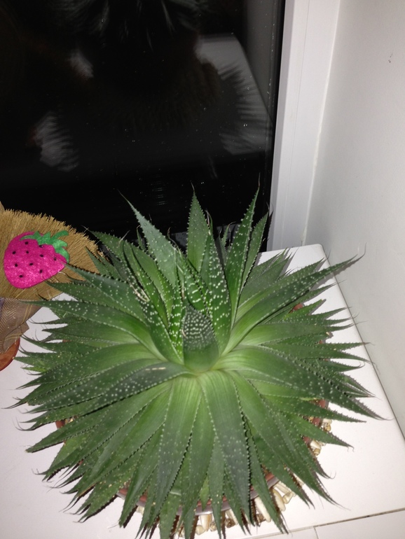 мои любимчики