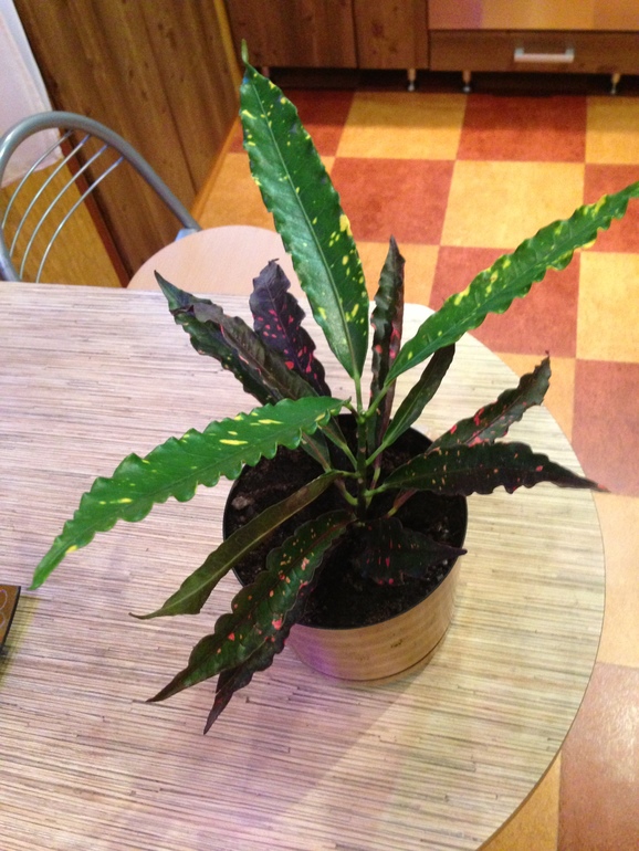 Покажу свои новые цветочки! Полюбуйтесь!