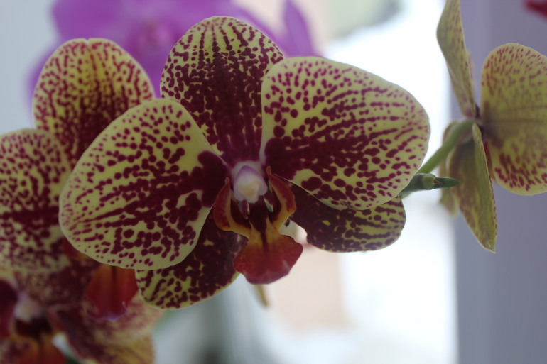 Мои красотульки