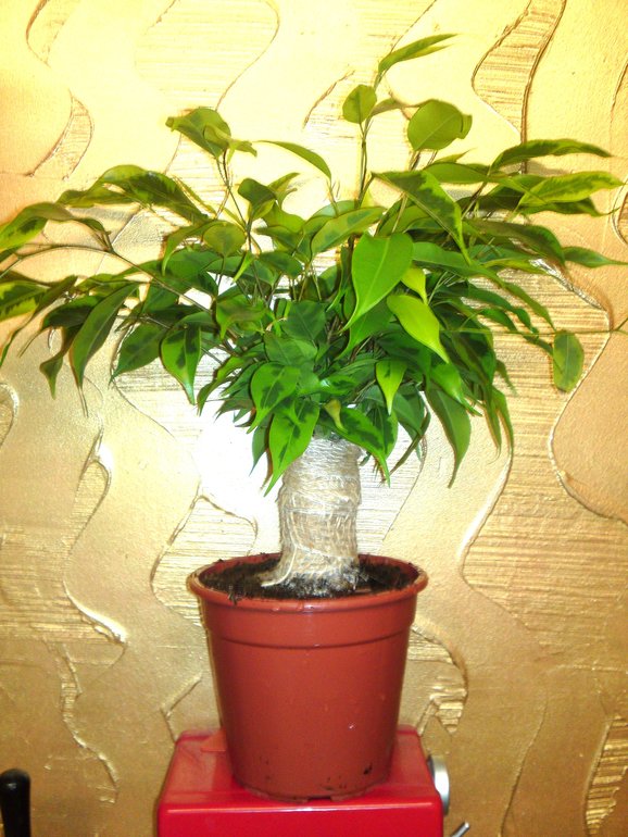 Мой новый фикус.