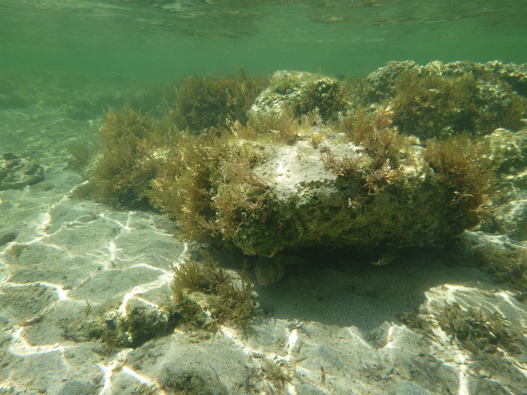 Royal Albatros Moderna 5* Шарм Эль Шейх. Египет.