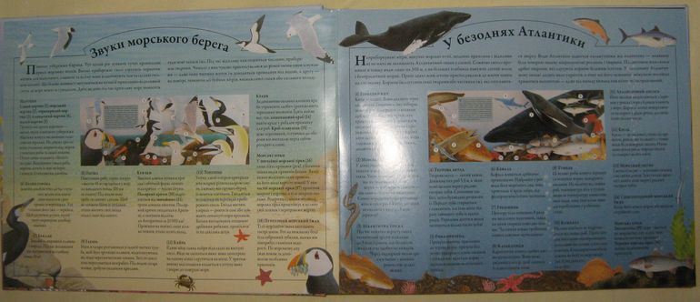 Наши книжки-картонки с сюрпризами