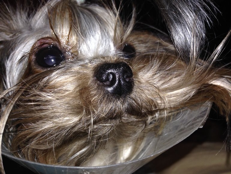 Куся опять выдала!