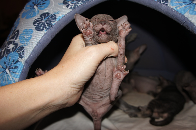 Наше семейство эльфов))))