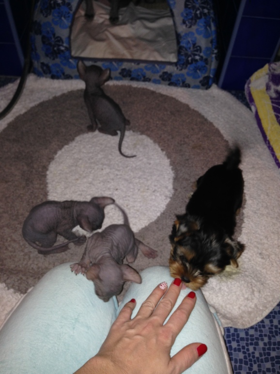 наш Котенок номер 5)))