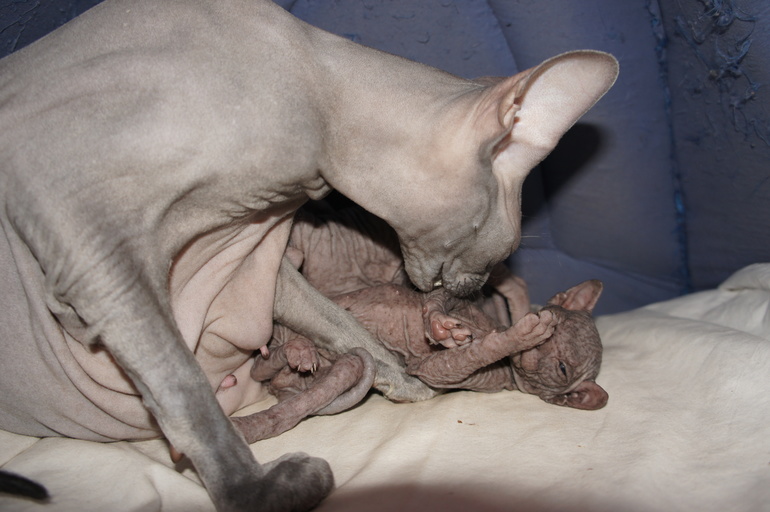 Наше семейство эльфов))))