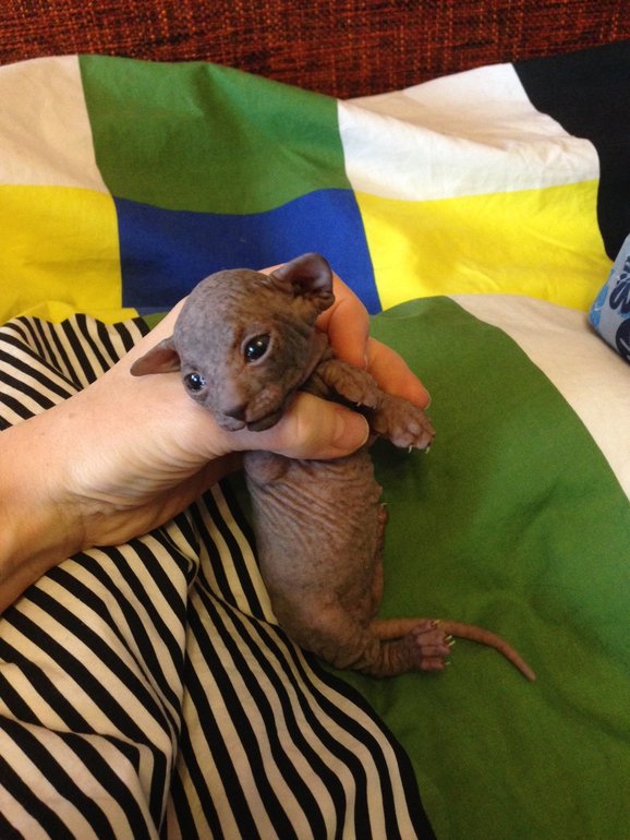 16 дней крыськам моим))