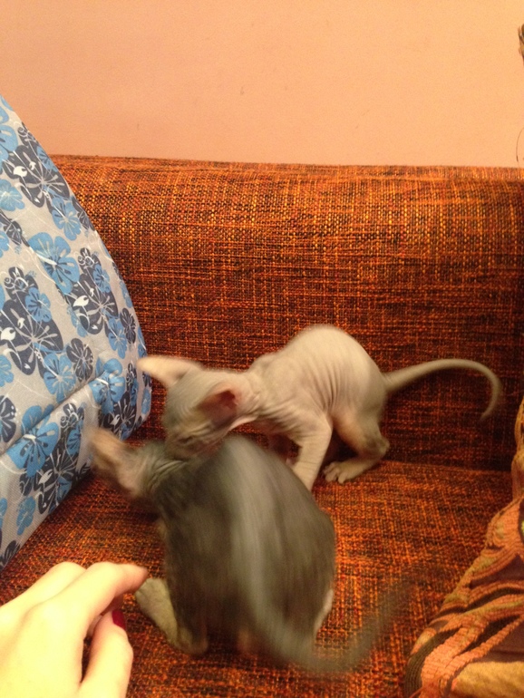 Наши малышастики!!!