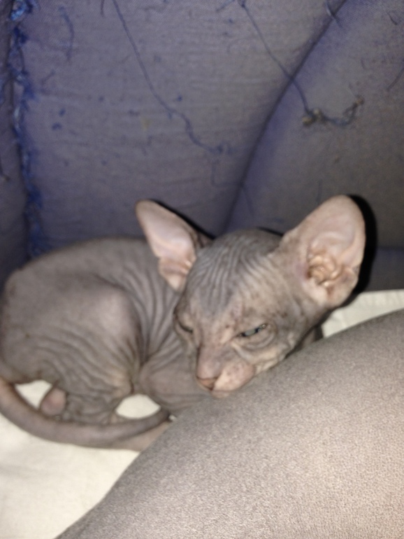 1 месяц ушастикам!!!))