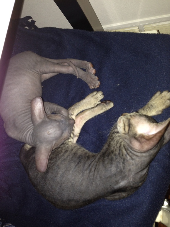 Про наших ушастых деток!)