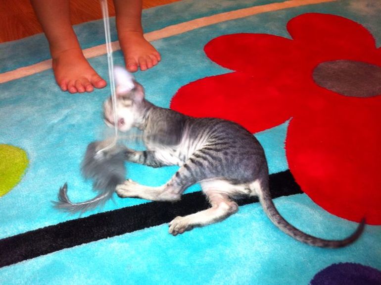 вот и все...отдали последнего котенка-Тигренка((