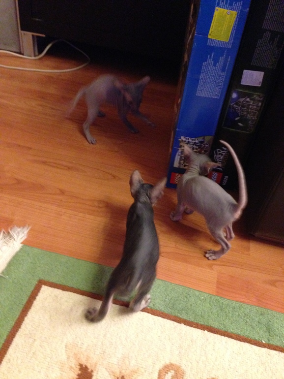 Ушастики наши любимые!